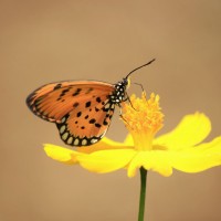 Acraea violae Fabricius, 1807